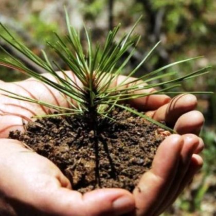 Как вырастить кедр в домашних условиях быстро Как вырастить кедр в домашних условиях быстро