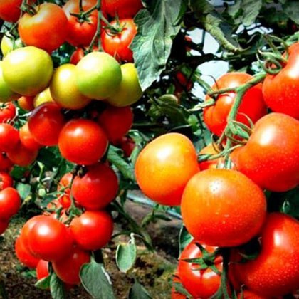 Выращивание помидор по Маслову, увеличение урожайности в 6 раз Выращивание помидор по Маслову, увеличение урожайности в 8 раз