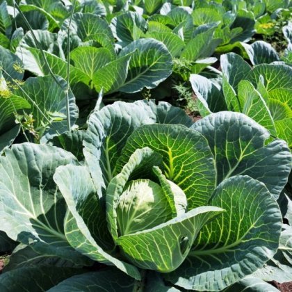 Капуста, когда сажать на рассаду а средней полосе Капуста, когда сажать на рассаду в средней полосе