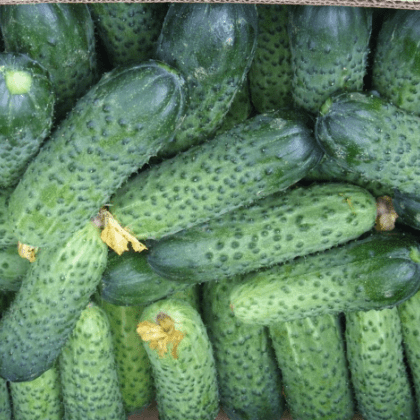 Огурцы Герман, фото, видео, описание, выращивание и уход Огурцы Герман, фото, видео, описание, выращивание и уход