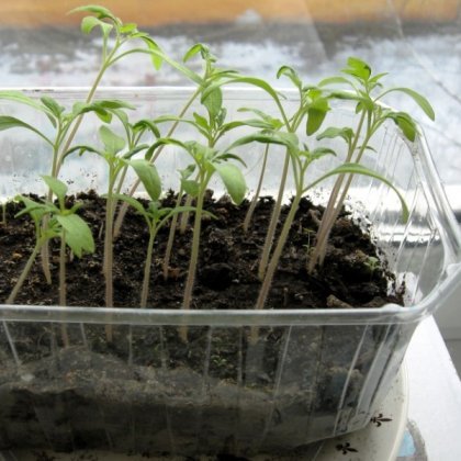 Рассада томатов вытянулась и тонкая, что делать Рассада томатов вытянулась и стала тонкой, что делать