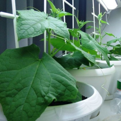 Огурцы на подоконнике для начинающих, весной, в домашних условиях Огурцы на подоконнике для начинающих, весной, в домашних условиях