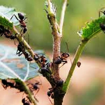 Народные средства от муравьев в саду и на огороде народные средства от муравьев в саду и на огороде