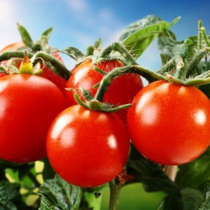 Подкормка томатов после высадки в открытый грунт Подкормка томатов после высадки в открытый грунт