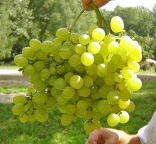 Спелый виноград Алешенькин